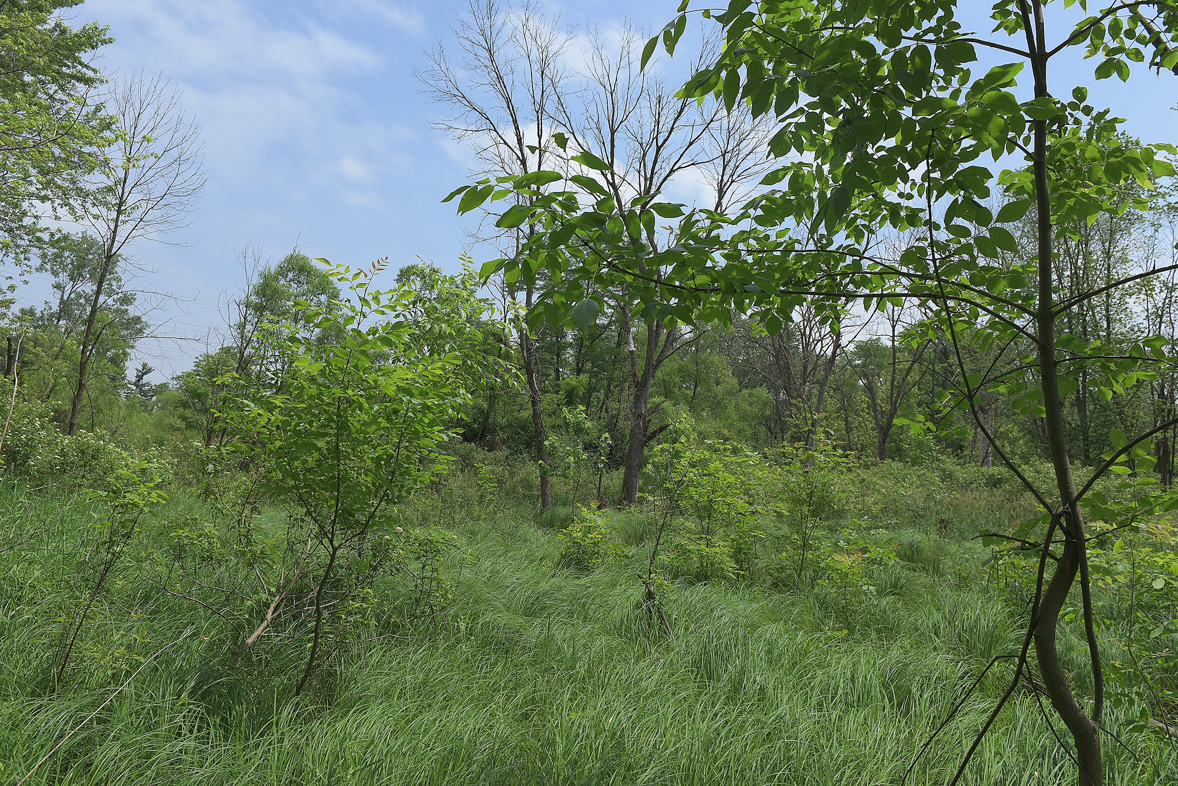Lake County, Indiana farmland - LAND AUCTION - 147+/- ACRES OFFERED IN 3 TRACTS IN LAKE COUNTY, INDIANA